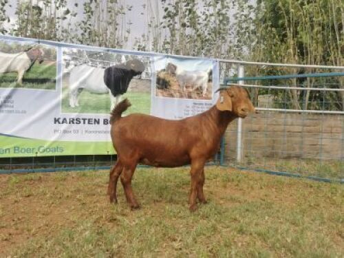 1X KALAHARI RED OOI/EWE PS KARSTEN BOERBOKSTOET