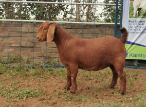 1X KALAHARI RED OOI/EWE FLOCK COLOUR KARSTEN BOERBOKSTOET