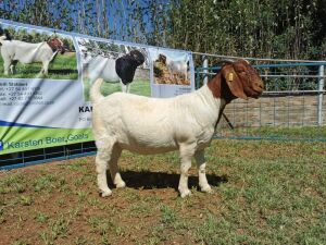 1X BOERBOK OOI/EWE FLOCK KARSTEN BOERBOKSTOET