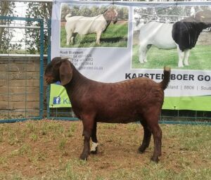 1X KALAHARI RED OOI/EWE FLOCK COLOUR KARSTEN BOERBOKSTOET