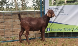 1X KALAHARI RED OOI/EWE FLOCK KARSTEN BOERBOKSTOET