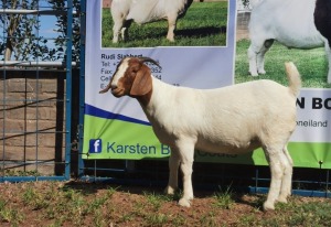 1X BOERBOK OOI/EWE FLOCK KARSTEN BOERBOKSTOET