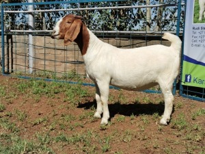 1X BOERBOK OOI/EWE FLOCK KARSTEN BOERBOKSTOET