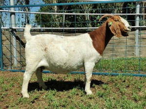 1X BOERBOK OOI/EWE FLOCK KARSTEN BOERBOKSTOET