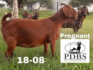 LOT 75 1X OOI/EWE Poen du Bruyn Boerbok Stoet STOET 