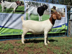 ONTTREK - 1X BOERBOK OOI/EWE KARSTEN BOERBOKSTOET