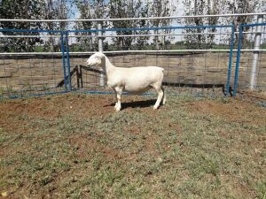 1X WIT DORPER OOI/EWE STUD KARSTEN BOERBOKSTOET