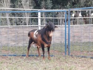 1X SKILDER PERSIE RAM KARSTEN BOERBOKSTOET