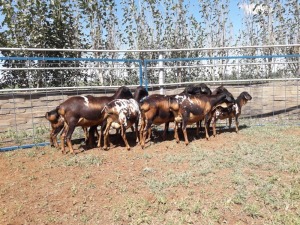 6X SKILDER PERSIE OOI/EWE KARSTEN BOERBOKSTOET