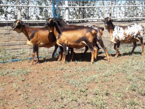 6X SKILDER PERSIE OOI/EWE KARSTEN BOERBOKSTOET