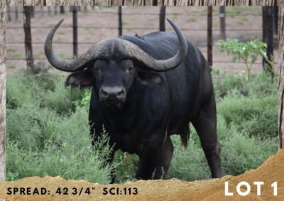 1X BUFFEL BUL/BUFFALO BULL 43.3/4"