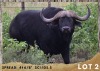 1X BUFFEL BUL/BUFFALO BULL 41.6/8"