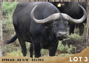 1X BUFFEL BUL/BUFFALO BULL 42.3/8"