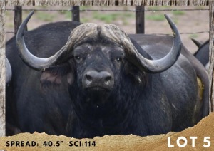 1X BUFFEL BUL/BUFFALO BULL 40.5"