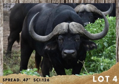 1X BUFFEL BUL/BUFFALO BULL 47"