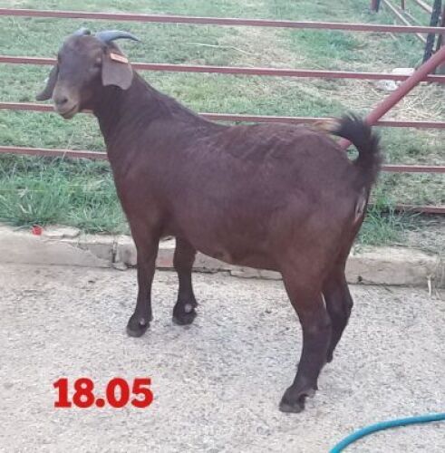 LOT 56 1X OOI/EWE Stephanie Hanekom STOET DRAGTIG
