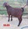 LOT 56 1X OOI/EWE Stephanie Hanekom STOET DRAGTIG