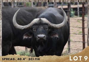 1X BUFFEL BUL/BUFFALO BULL 40.4"