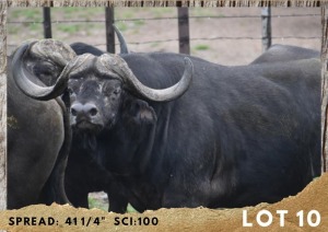 1X BUFFEL BUL/BUFFALO BULL 41 1/4"