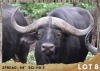 1X BUFFEL BUL/BUFFALO BULL 44"