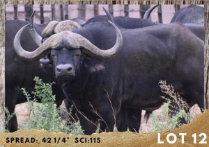 1X BUFFEL BUL/BUFFALO BULL 42 1/4"