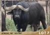 1X BUFFEL BUL/BUFFALO BULL 40"