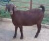 LOT 56 1X OOI/EWE Stephanie Hanekom STOET DRAGTIG - 2