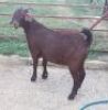 LOT 56 1X OOI/EWE Stephanie Hanekom STOET DRAGTIG - 3
