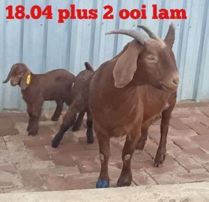 LOT 86 1X OOI met 2LING/EWE WITH twins Stephanie Hanekom KUDDE