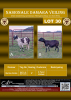 2X DAMARA OOI/EWE STUD BERTUS KOTZE (PER STUK OM LOT TE NEEM/PER PIECE TO TAKE LOT) - 3