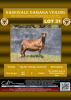 1X DAMARA OOI/EWE STUD STAN BURGER - 2