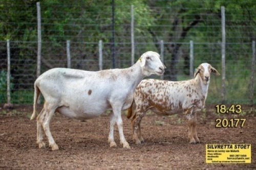 LOT 63 1X MEATMASTER&nbsp;OOI MET LAM/EWE WITH LAMB SILVRETTA MEATMASTERS
