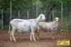 LOT 63 1X MEATMASTER&nbsp;OOI MET LAM/EWE WITH LAMB SILVRETTA MEATMASTERS