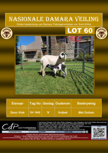 1X DAMARA OOI/EWE FLOCK DEON VLOK