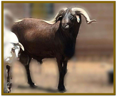 1X DAMARA RAM FLOCK MIA SWANEPOEL