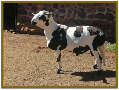 1X DAMARA RAM STUD WILNA STRAUSS