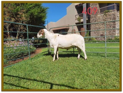 1X DAMARA RAM STUD DEON VLOK