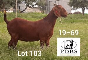 LOT 103 1X OOI/EWE Poen du Bruyn Boerbok Stoet FLOCK