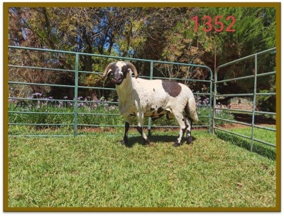 1X DAMARA RAM STUD DEON VLOK