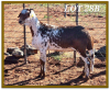 2X DAMARA OOI/EWE STUD WILLIE MAREE (PER STUK OM LOT TE NEEM/PER PIECE TO TAKE LOT) - 2