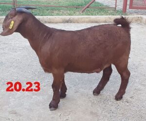 LOT 87 1X OOI/EWE Stephanie Hanekom POTENTIAL STUD