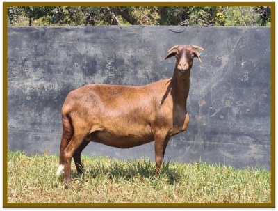 1X DAMARA OOI/EWE STUD STAN BURGER