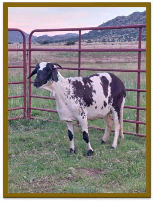 2X DAMARA OOI/EWE STUD BERTUS KOTZE (PER STUK OM LOT TE NEEM/PER PIECE TO TAKE LOT)