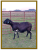 2X DAMARA OOI/EWE STUD BERTUS KOTZE (PER STUK OM LOT TE NEEM/PER PIECE TO TAKE LOT) - 2