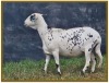 1X DAMARA OOI/EWE STUD STAN BURGER