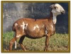 2X DAMARA OOI/EWE FLOCK/STUD STAN BURGER (PER STUK OM LOT TE NEEM/PER PIECE TO TAKE LOT) - 2