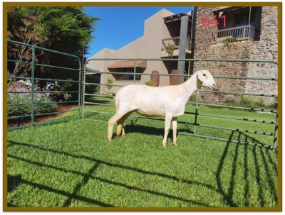 1X DAMARA OOI/EWE FLOCK DEON VLOK