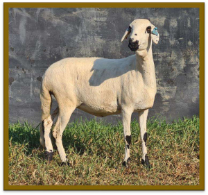 2X DAMARA OOI/EWE STUD/FLOCK STAN BURGER (PER STUK OM LOT TE NEEM/PER PIECE TO TAKE LOT)