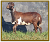 2X DAMARA OOI/EWE STUD/FLOCK STAN BURGER (PER STUK OM LOT TE NEEM/PER PIECE TO TAKE LOT) - 2