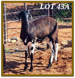 2X DAMARA OOI/EWE STUD WILLIE MAREE (PER STUK OM LOT TE NEEM/PER PIECE TO TAKE LOT)